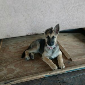 Meet your Posher, Mandy